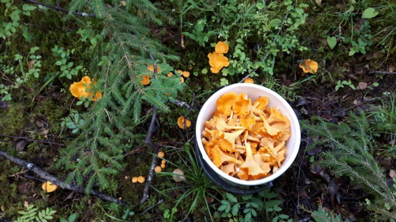 Kujanpaeae | Paajoen Vuokramoekit Otel Himos Dış mekan fotoğraf
