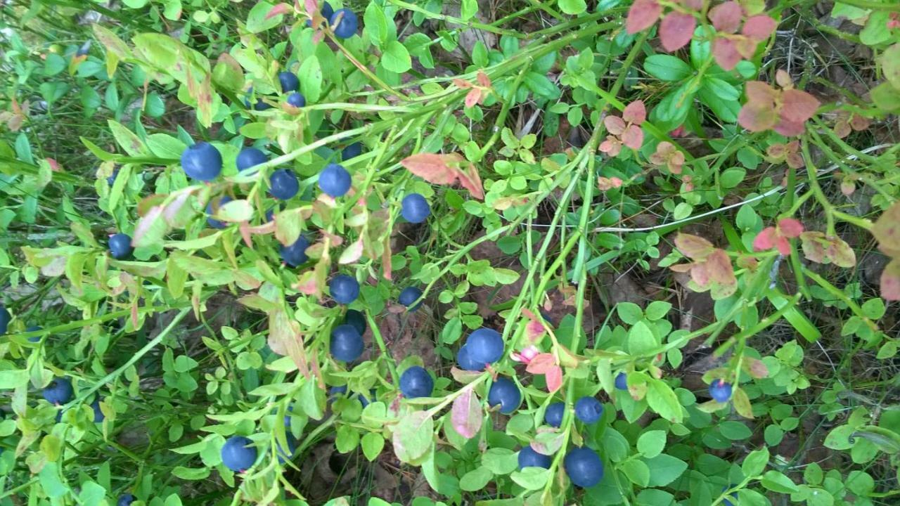 Kujanpaeae | Paajoen Vuokramoekit Otel Himos Dış mekan fotoğraf