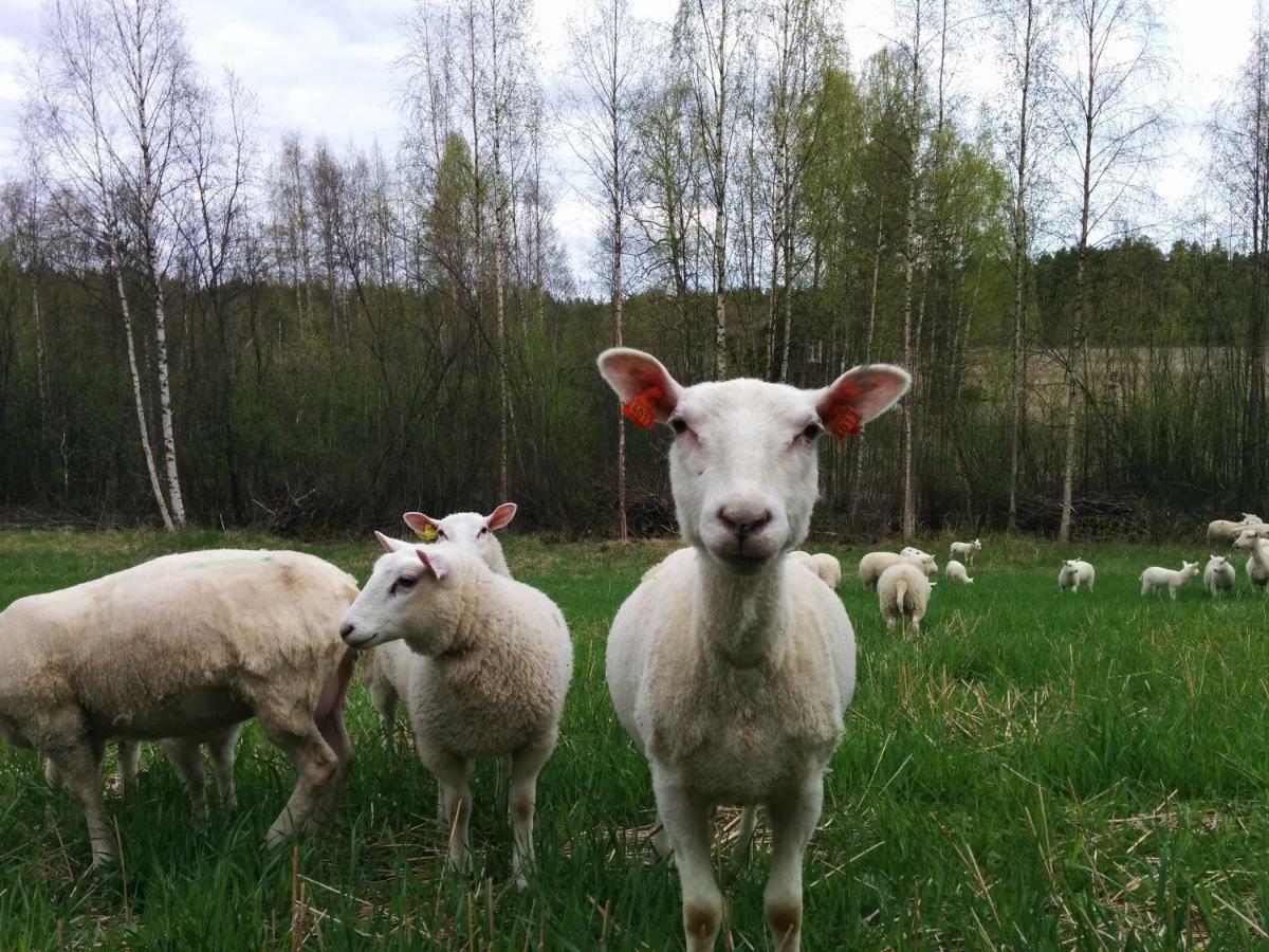 Kujanpaeae | Paajoen Vuokramoekit Otel Himos Dış mekan fotoğraf