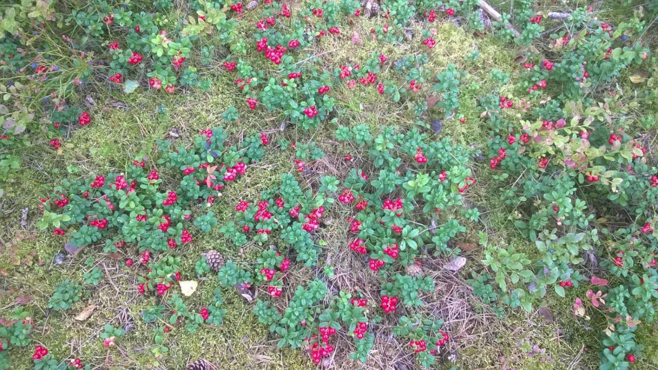 Kujanpaeae | Paajoen Vuokramoekit Otel Himos Dış mekan fotoğraf